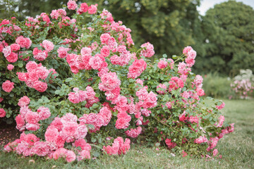 Beautiful blooming bush of pink roses in the park.