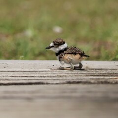 Cutest Ever Little Darling Adorable Killdeer Chicks Baby Animals Sweetwater Wetlands Park Gainesville Florida