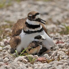 Adorable Killdeer Family Babies Chicks Tucked Under Mom Sweetwater Wetlands Park Gainesville Florida