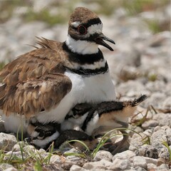 Adorable Killdeer Family Mom Babies Tucked Under Sweetwater Wetlands Park Gainesville Florida
