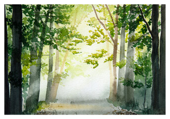 Watercolor green sunny alley with trees. Watercolor sunny woods.
