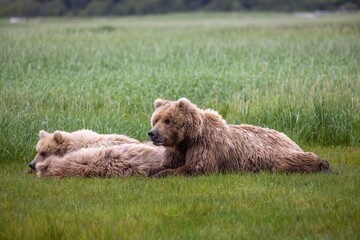 Brown bear family in grasses