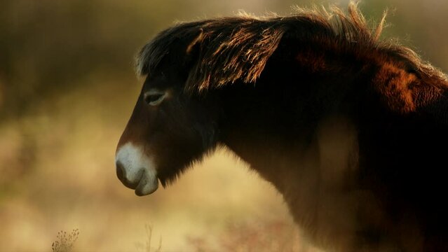Closeup sunlit wild exmoor pony horse have rest standing in the middle of pasture in late autumn nature habitat in Milovice, Czech republic. Protected animals considered as horse ancestor