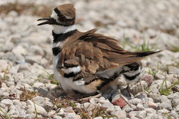 Adorable Killdeer Family Mom Babies Tucked Under Sweetwater Wetlands Park Gainesville Florida