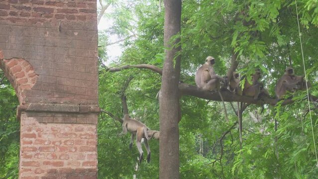 Indian monkeys sitting on tree  in jungle