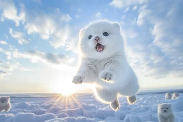 Photo sur Plexiglas Renard arctique The background is a winter snowscape, beautiful sky and clouds, and the cute white baby arctic fox bathed in the gentle sunshine jumping and playing is cute.