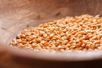 Ripe wheat grains in wooden bowl
