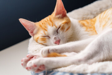 Sleeping stretching cat with a wounded nose. Resting injured ginger kitten