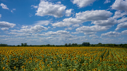 ein Sonnenblumenfeld vor blauem Wolkenhimmel