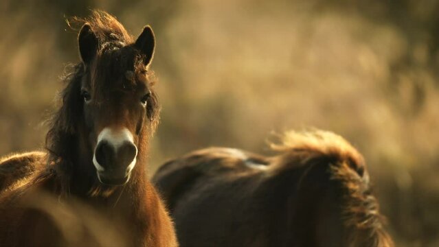 Closeup sunlit wild exmoor pony horse have rest standing in the middle of pasture in late autumn nature habitat in Milovice, Czech republic. Protected animals considered as horse ancestor