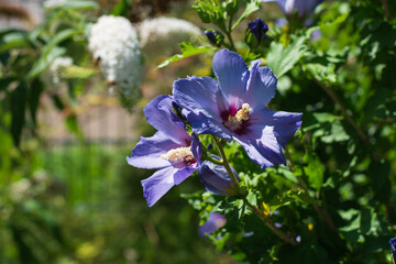 Hibiscus syriacus in a garden in bavaria on a sunny summer day