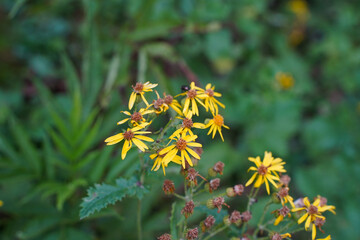 small yellow flowers in the forest
