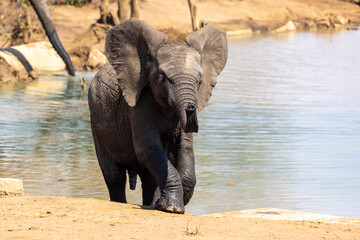 Elephant bull at the water