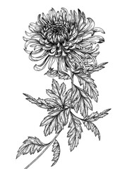 Vector illustration of chrysanthemum flower in engraving style - obrazy, fototapety, plakaty