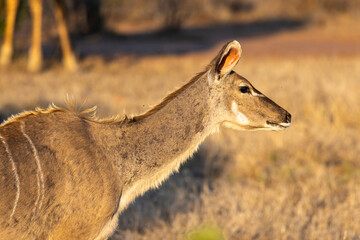 Young female kudu in the veld