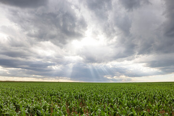 Fototapeta na wymiar Sun rays through the clouds above maize field