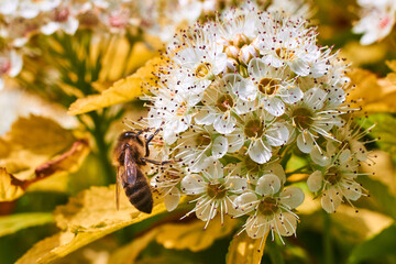 bee on a flower