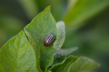 bug on leaf