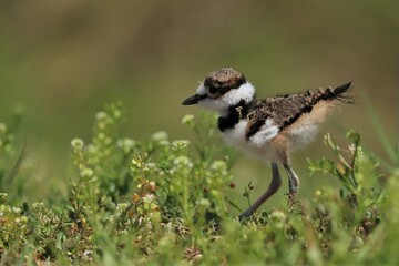 Cutest Ever Little Darling Adorable Killdeer Chicks Baby Animals Sweetwater Wetlands Park Gainesville Florida