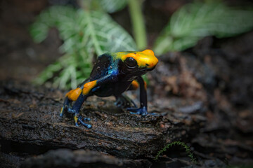 dart frog on a rock