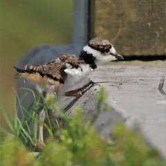 Cutest Ever Little Darling Adorable Killdeer Chicks Baby Animals Sweetwater Wetlands Park...