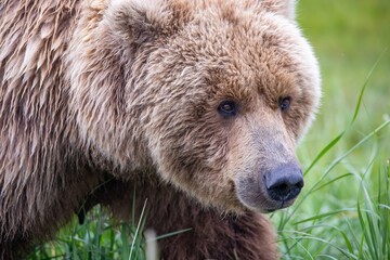 Obraz premium Close up of brown bear