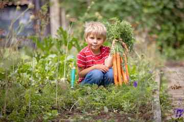 Beautiful blond child, boy, harvesting carrots in garden, enjoying fresh raw food