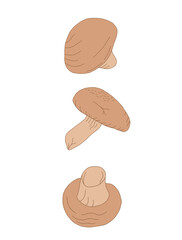 mushroom shiitake isolated on white