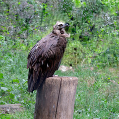 A large old vulture eagle