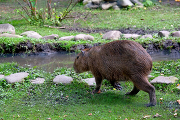 Capybara on a hot summer day