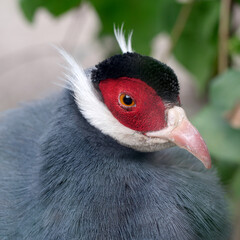 A beautiful exotic bird with a red head