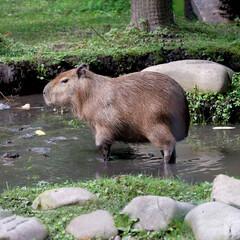 Capybara on a hot summer day