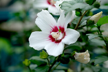 Sudanese red rose blooms