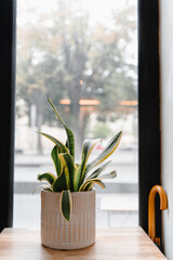 Plante dans un coffee shop