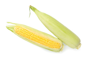 Two ears of corn isolated on white, top view