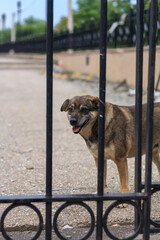 sterile dog with label on ear behind the fence guarding the territory