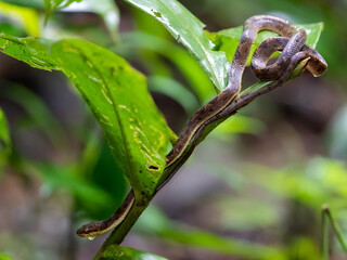 ojo de gato camuflada entre ramas y hojas, Corcovado, Costa Rica