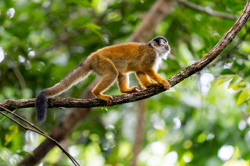 Mono Titi adulto en Corcovado, Costa Rica, andando sobre una rama y mirando arriba. Bosque tropical.