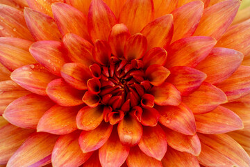 orange dahlia flower macro photography 