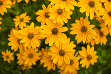 żółta rudbekia jesienią w ogrodzie, flower meadow	 - obrazy, fototapety, plakaty
