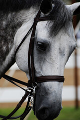 Close Up with a Grey Appaloosa Horse