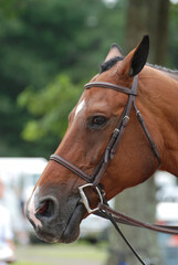 Tacked Chestnut Horse with a Bridle On