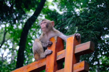 Fototapeta na wymiar The macaque in the park sits on the railing.