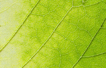 Close-up green leaf texture. Leaf veined background.