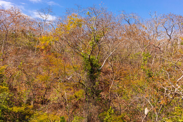 Typical vegetation of the sawn