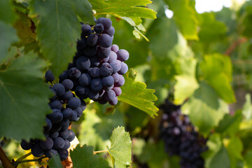 gros plan sur une belle grappe de raisin dans les vignes, au soleil - obrazy, fototapety, plakaty