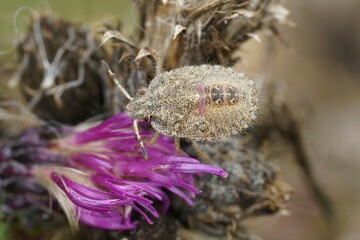 Closeup on an instar, nymph of the Hairy Shieldbug, Dolycoris baccraum on a purple thistle