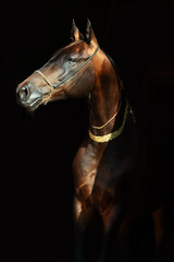 art portrait of beautiful bay Akhalteke stallion against black background near enter door.