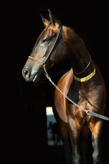 art portrait of beautiful bay Akhalteke stallion against black background near enter door.