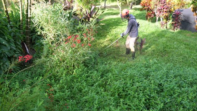 Bird's eye view of man working to weed whack an area of grass in a tropical garden.